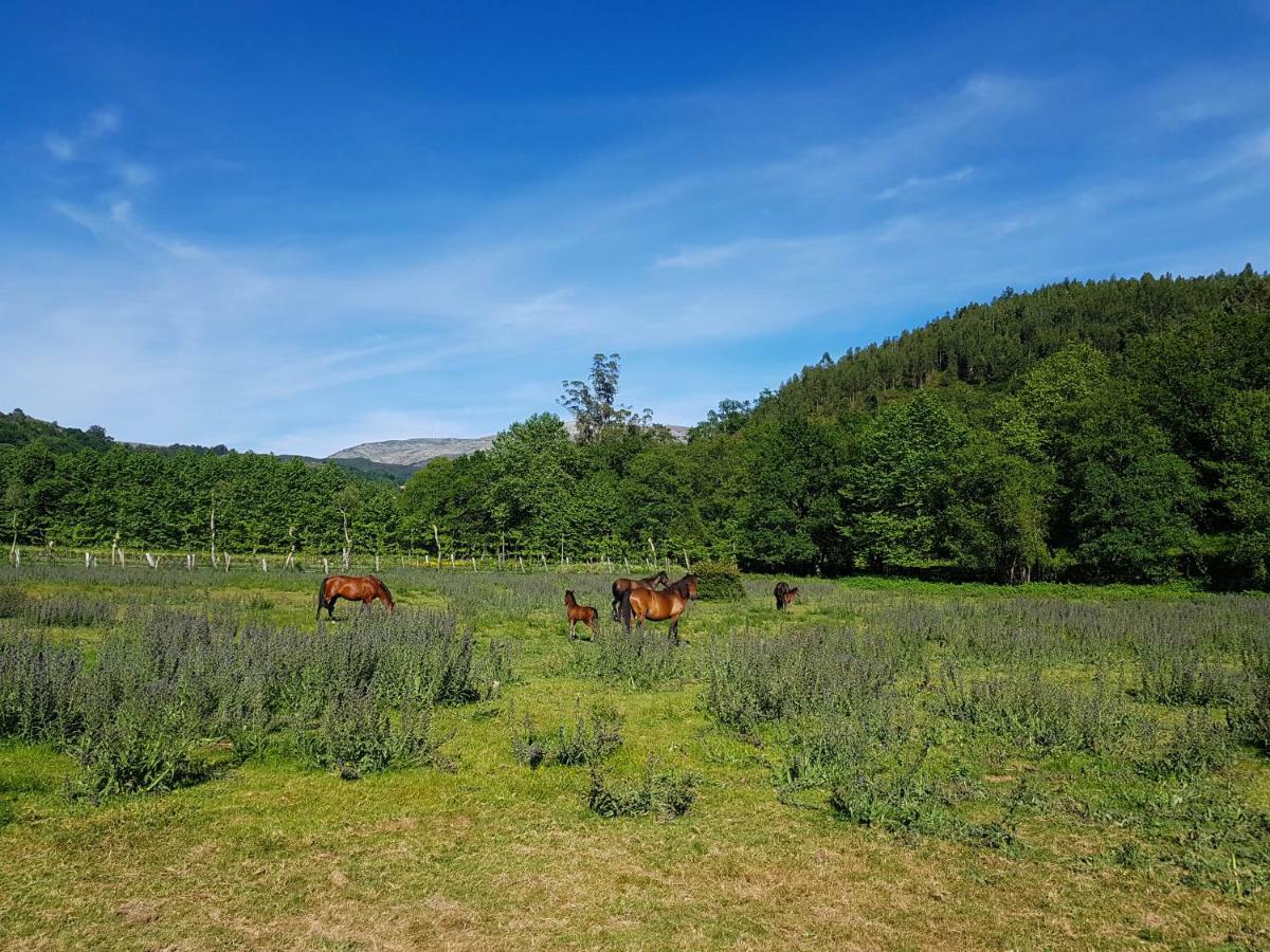 Quinta Da Penela Vendégház Vieira do Minho Kültér fotó